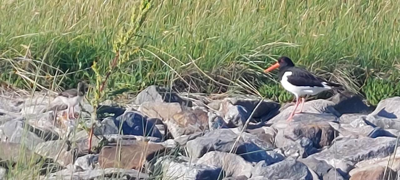 Seevilla Wietjes Whg 7 Baltrum Luaran gambar