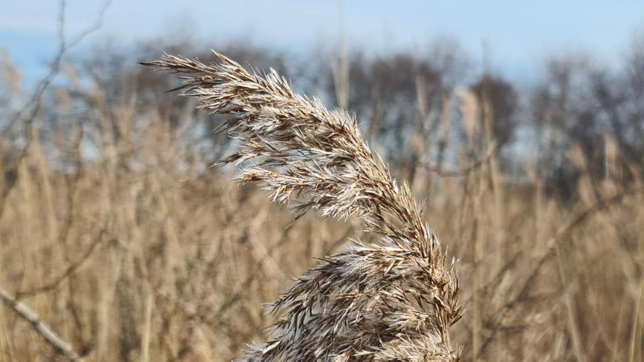 Seevilla Wietjes Whg 7 Baltrum Luaran gambar